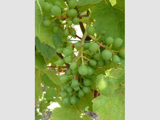 Evolution du vignoble en Beaujolais...