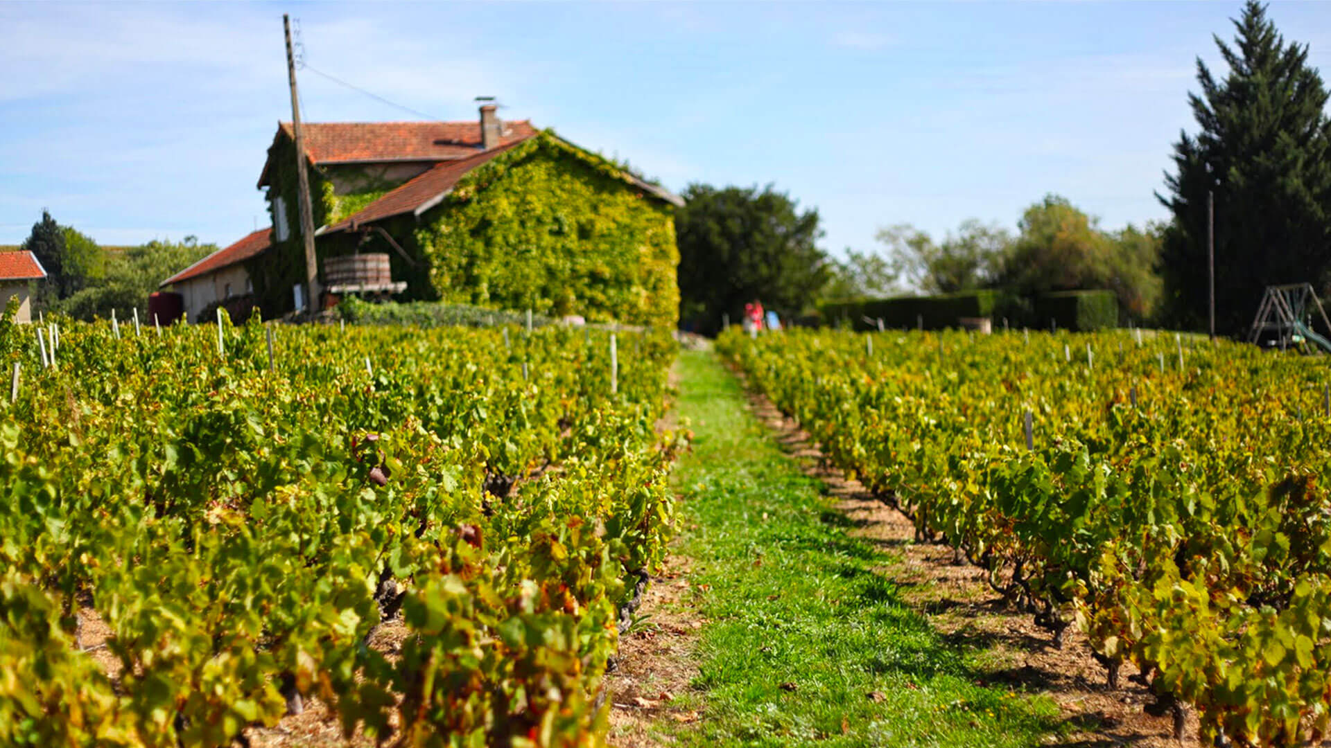 Notre Beaujolais Villages Nouveau 2012 Médaillé d'OR et d'Argent !