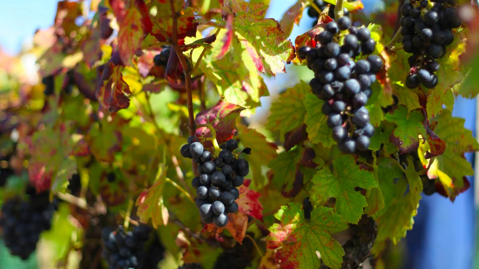 La passion pour la vigne