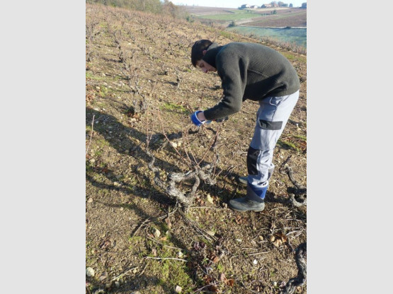 C'est parti pour la taille des vignes !