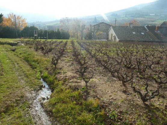 Taille des vignes chez Pardon & Fils