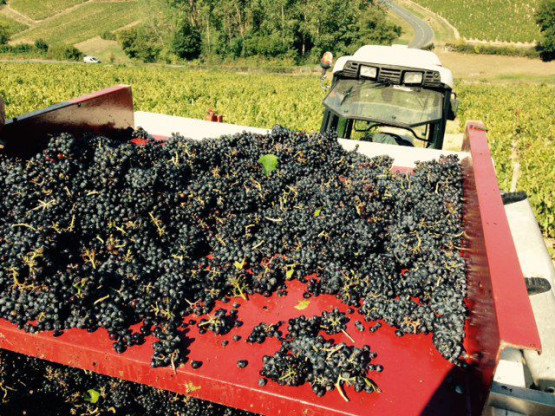 Vendanges au Domaine Pardon !