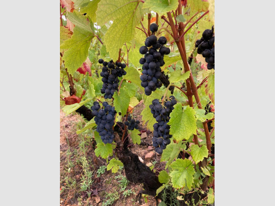 Vendanges 2020