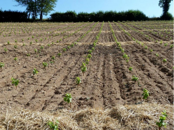 Renouvellement de la plantation dans notre Domaine à Fleurie !