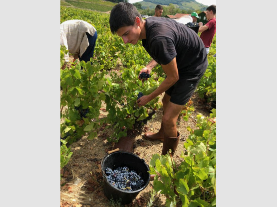 Vendanges 2018 au Domaine Pardon !