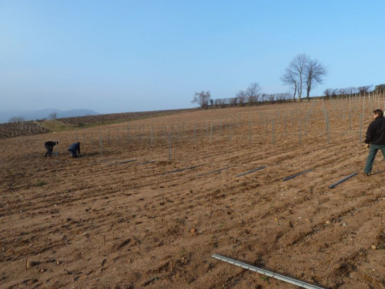 Palissage de nos vignes à Fleurie