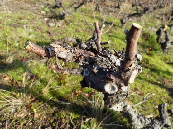 Taille de la vigne au Domaine !