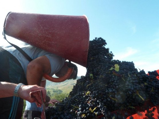 Vendanges au Domaine Pardon !