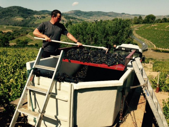 Vendanges au Domaine Pardon !