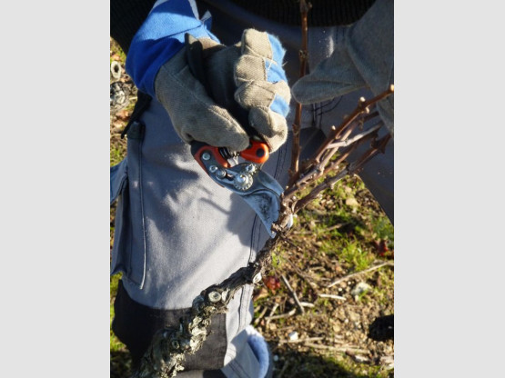 Taille de la vigne au Domaine !