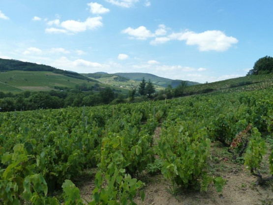 Les vignes du Domaine Pardon à l'Ermitage