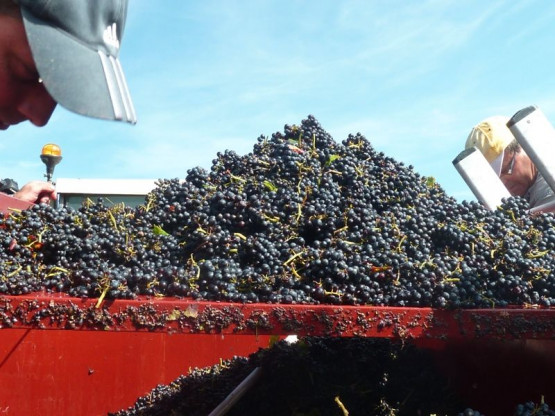 Vendanges au Domaine Pardon !