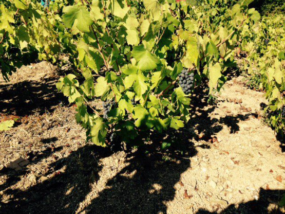 Vendanges au Domaine Pardon !