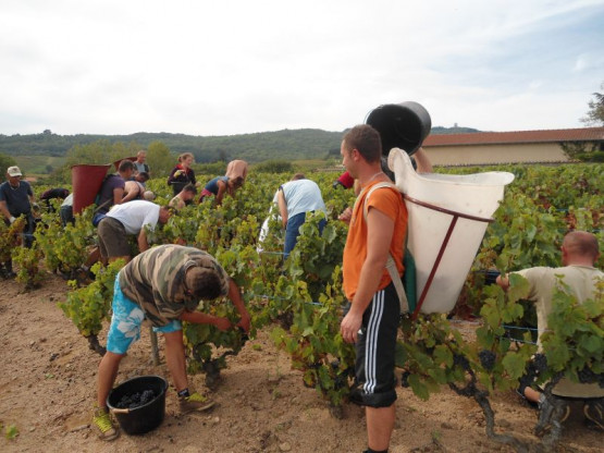 Vendanges 2012 !