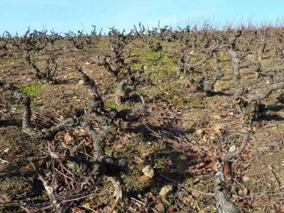 C'est parti pour la taille des vignes !