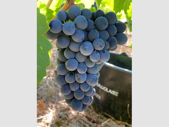 Vendanges 2020