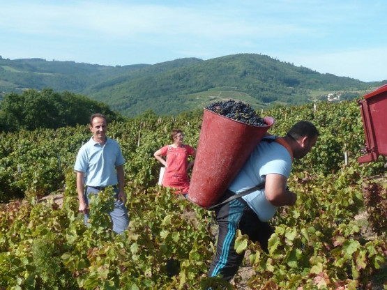 Vendanges au Domaine Pardon !