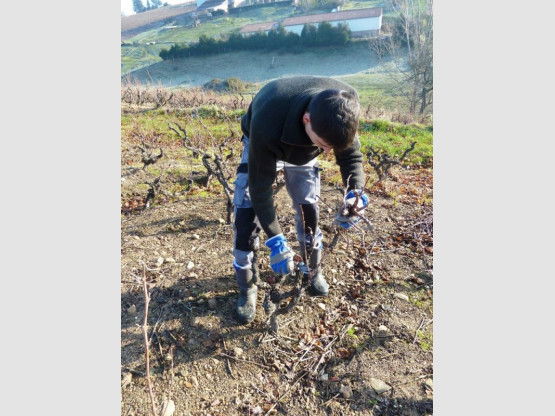 C'est parti pour la taille des vignes !