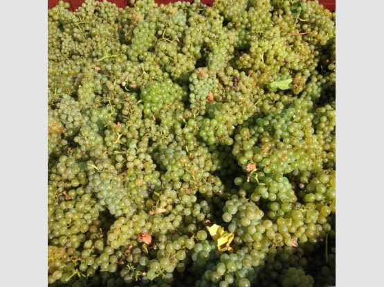 Vendanges des Chardonnay !