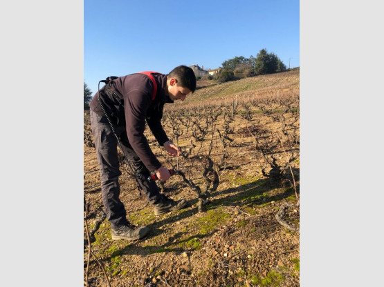 Taille de la vigne au Domaine Pardon !