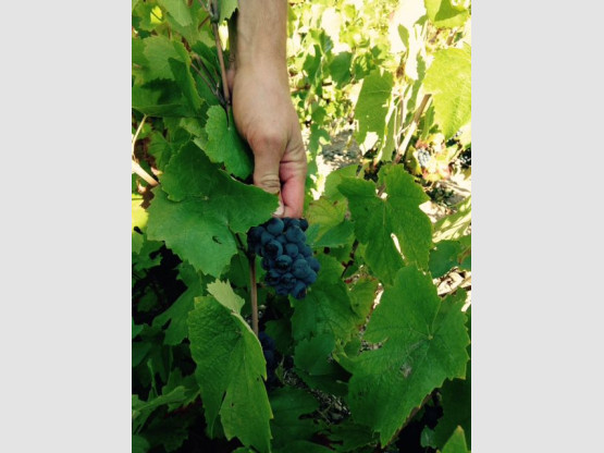 Vendanges au Domaine Pardon !