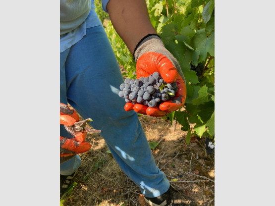 Vendanges 2020