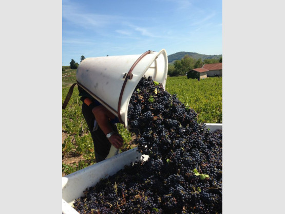 Vendanges au Domaine Pardon !