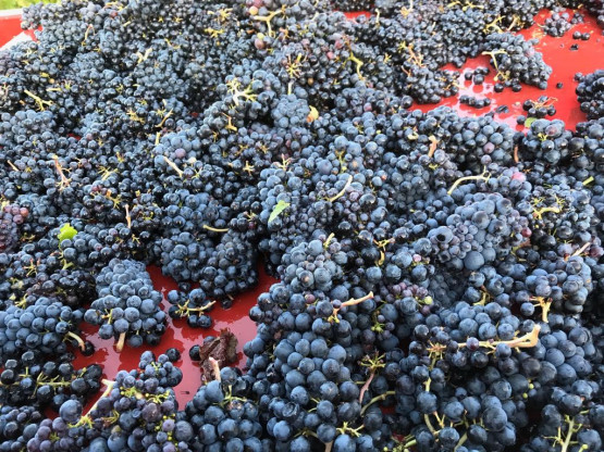 Vendanges 2019 au Domaine Pardon !