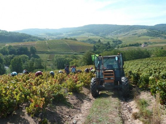 Vendanges au Domaine Pardon !