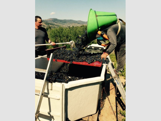 Vendanges au Domaine Pardon !