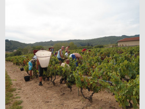 Vendanges 2012 !