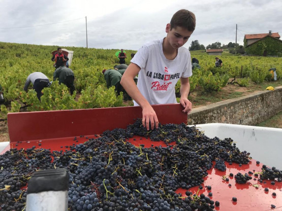 Vendanges 2020