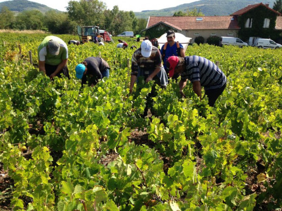 Vendanges au Domaine Pardon !