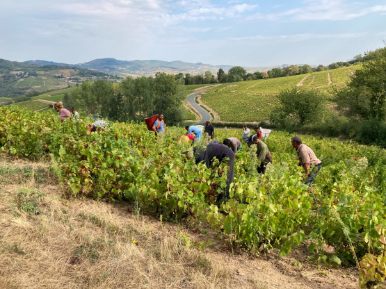 Vendanges 2020