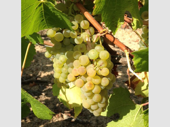 Vendanges des Chardonnay !