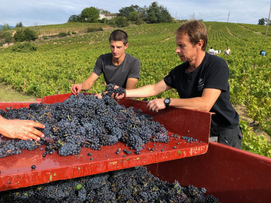 Vendanges 2019 au Domaine Pardon !