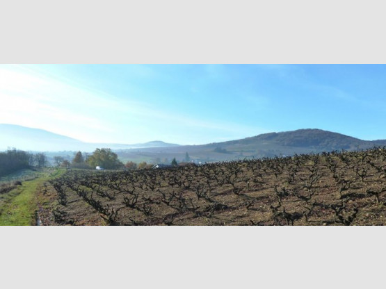 C'est parti pour la taille des vignes !