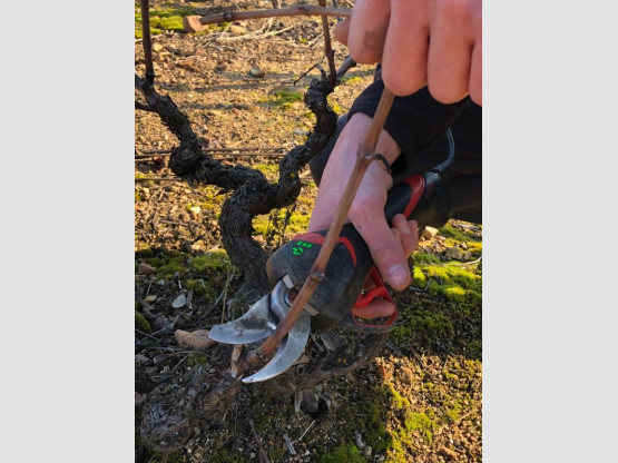 Taille de la vigne au Domaine Pardon !