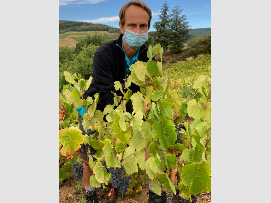 Vendanges 2020