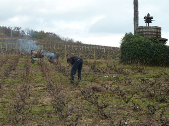 Taille des vignes chez Pardon & Fils