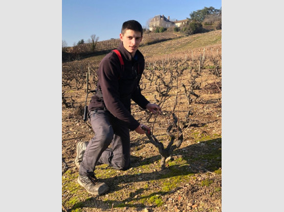 Taille de la vigne au Domaine Pardon !