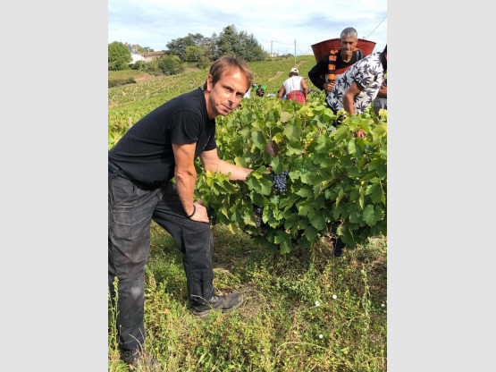 Vendanges 2019 au Domaine Pardon !