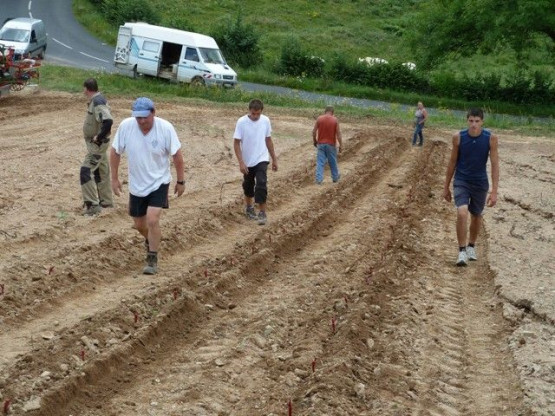 Renouvellement de la plantation dans notre Domaine à Fleurie !