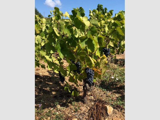 Vendanges 2018 au Domaine Pardon !