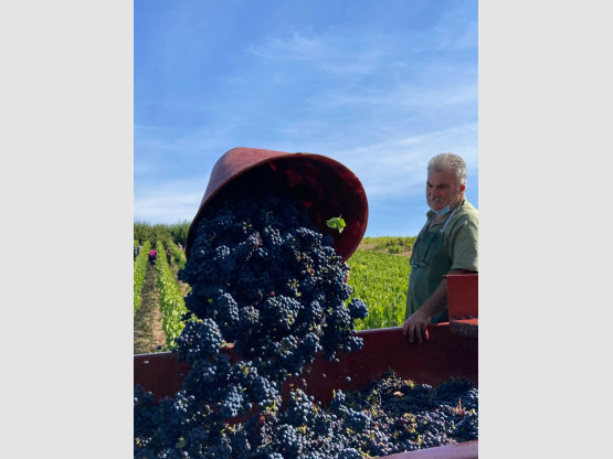 Vendanges 2020