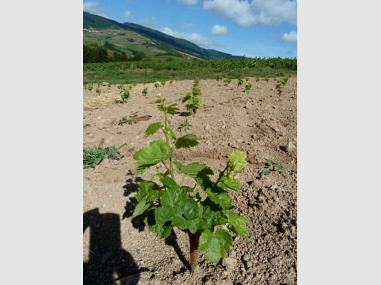 Renouvellement de la plantation dans notre Domaine à Fleurie !