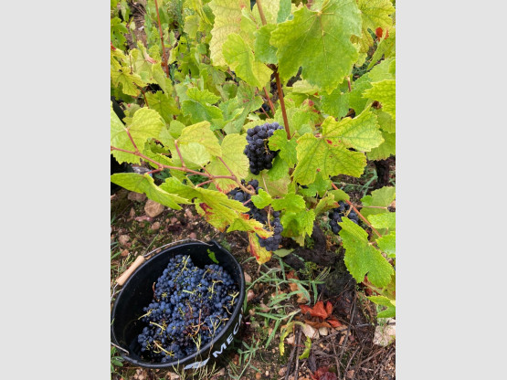 Vendanges 2020