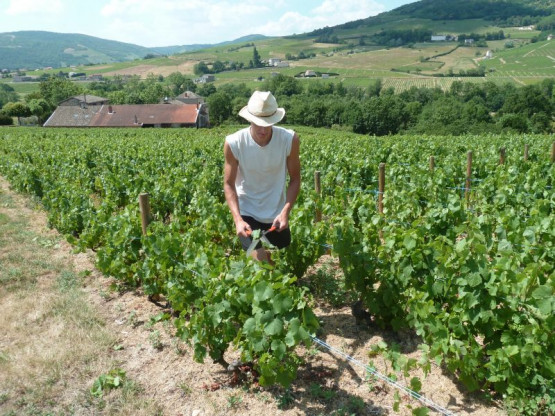 Cisaillage des vignes au Domaine Pardon !