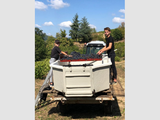 Vendanges 2018 au Domaine Pardon !