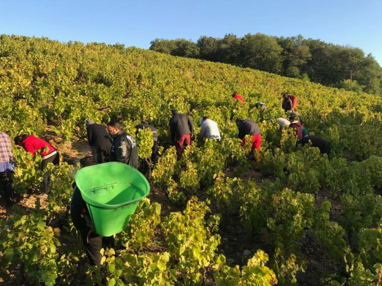 Vendanges 2019 au Domaine Pardon !